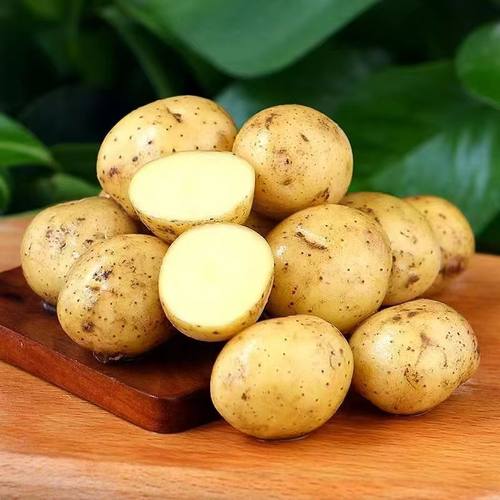 正宗湖北恩施小土豆现挖新鲜黄心土豆当季蔬菜马铃薯洋芋宝宝辅食