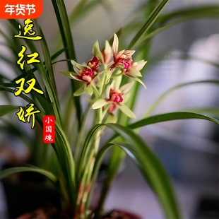 建兰小国魂夏带花浓香型四季兰花苗室内耐阴好养勤花绿植盆栽花卉