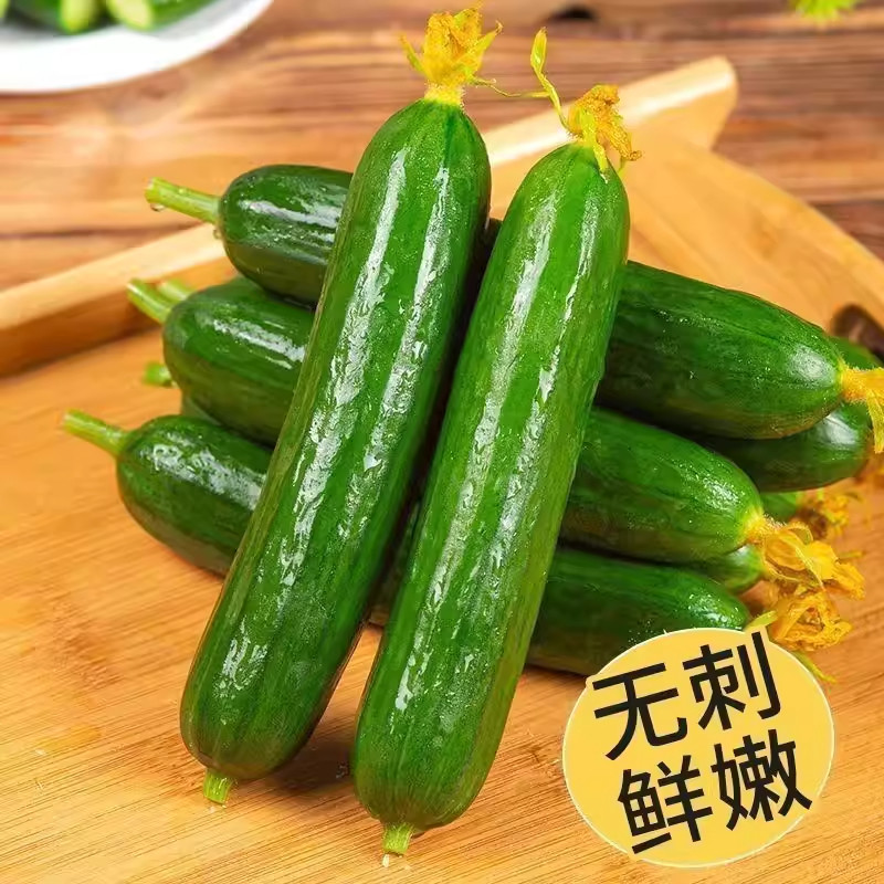 山东水果黄瓜 新鲜采摘 脆爽解腻 小黄瓜 5 斤装,水产肉类/新鲜蔬果/熟食,黄瓜,淘宝优惠券,粉丝福利购,淘宝优惠卷
