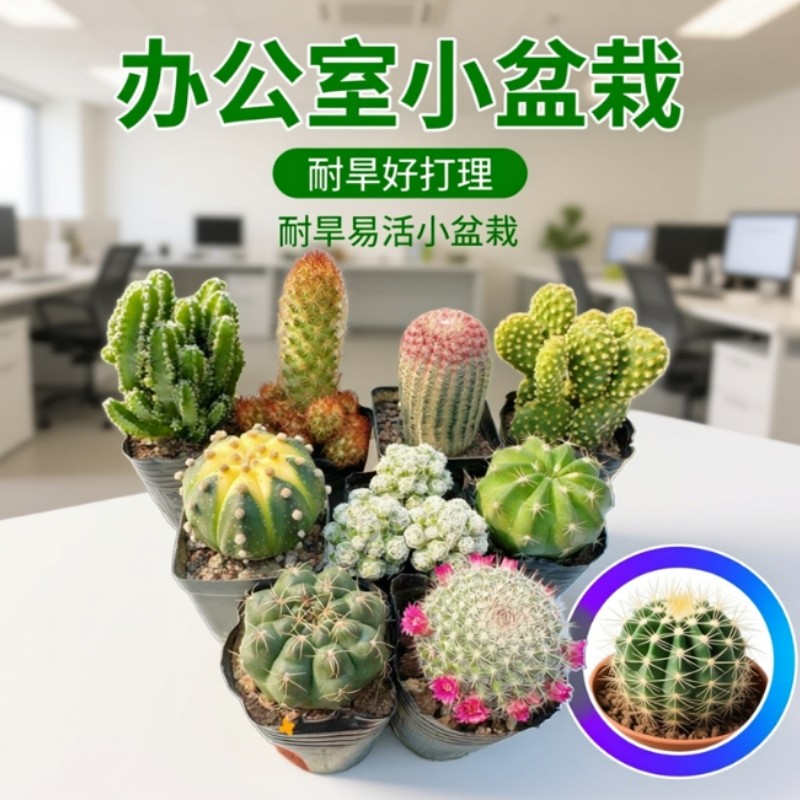 多肉植物仙人球盆栽带盆仙人掌办公室桌面阳台室内花卉绿植懒人