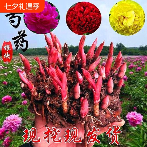 芍药花苗重瓣带芽大苗鲜花四季开花卉庭院牡丹花种根盆栽植物室内