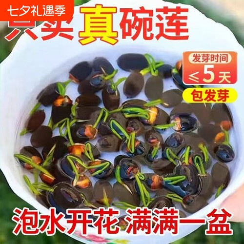 碗莲种子水培植物室内外花卉