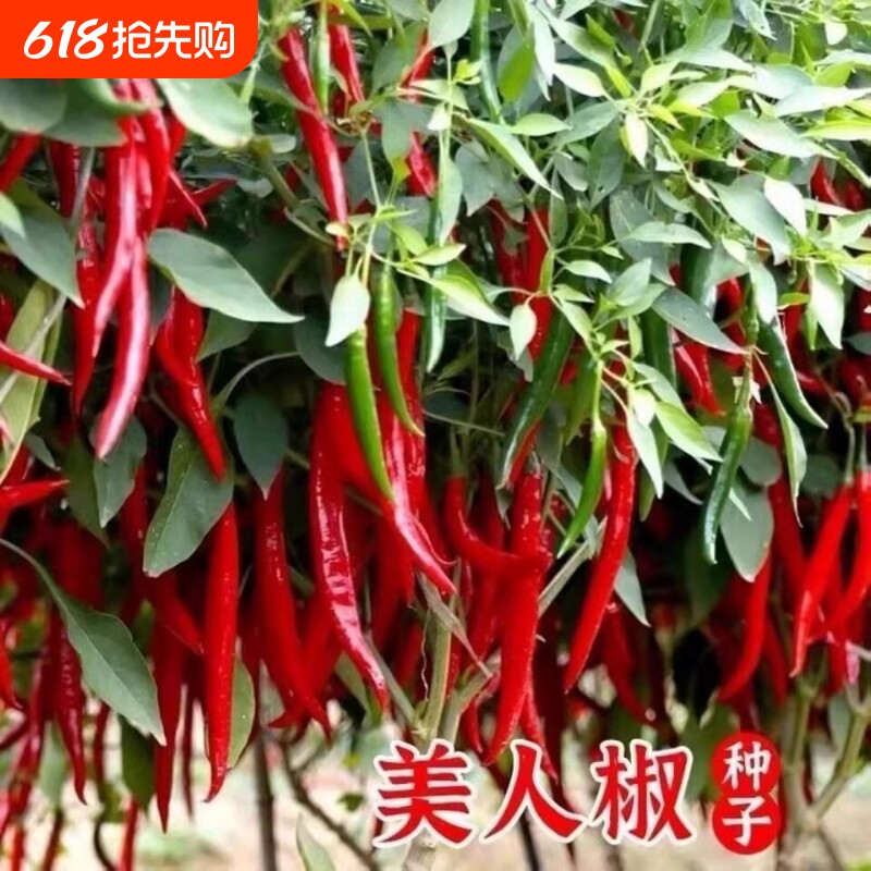 美人椒种子大果羊角青椒尖椒辣椒苗种籽微辣新品种春季蔬菜孑