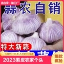 山东大蒜2023紫皮农家干蒜蒜大个头大蒜头5斤蒜大果特大