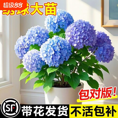 绣球花苗大花植物无尽夏开花好养的花四季不断盆栽花卉植物室内花