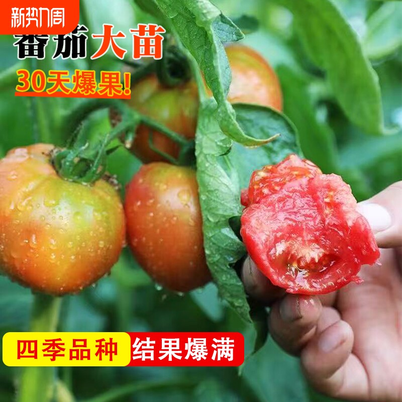 四季番茄苗千禧圣女果壮苗好种易活矮生西红柿秧苗抗病高产蔬菜苗