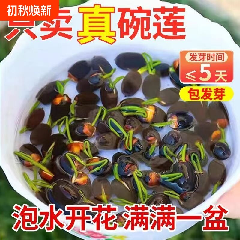 碗莲种子水培植物室内外花卉