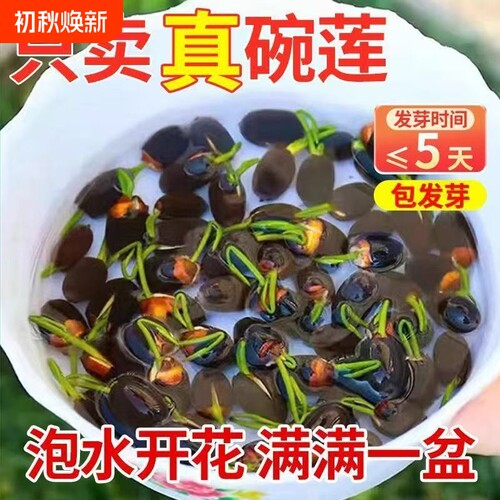 碗莲种子水培植物室内外花卉
