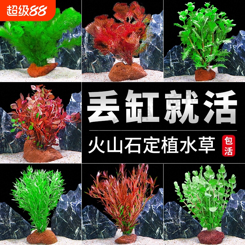 鱼缸火山石水草植物真草造景套餐