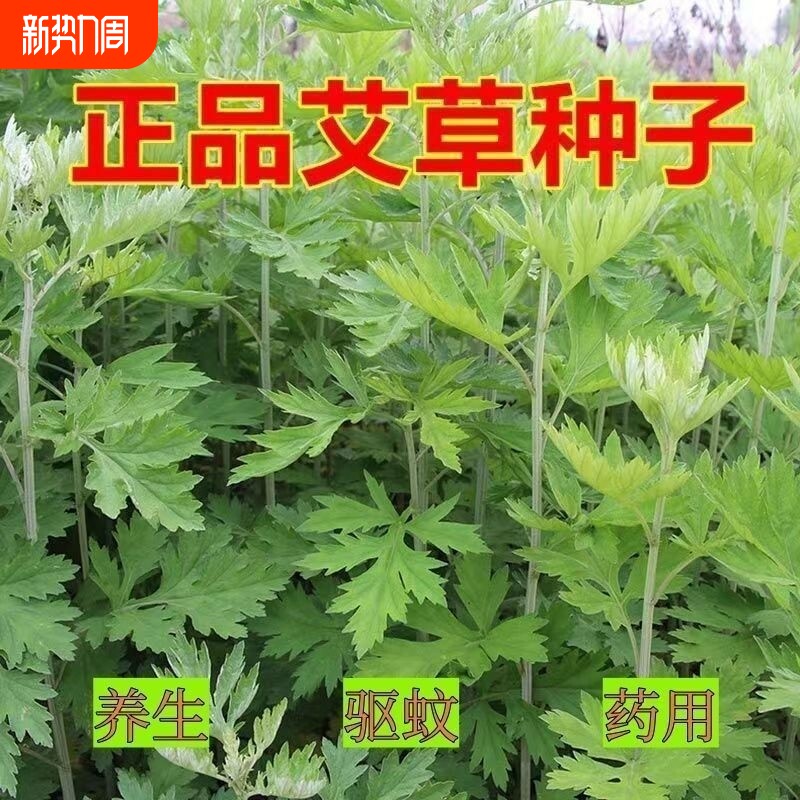 食用艾草种子药用驱蚊草艾叶种籽大小叶艾蒿青蒿种植四季驱蚊