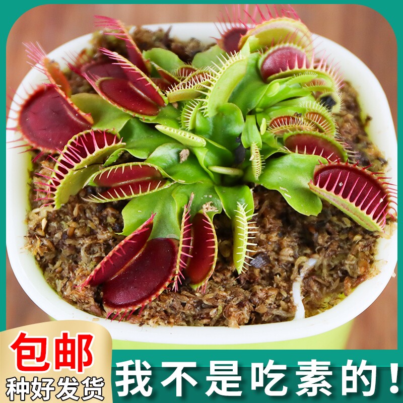 捕蝇草盆栽食人花植物驱蚊绿植花卉捕虫草猪笼草趣味多肉室内阳台