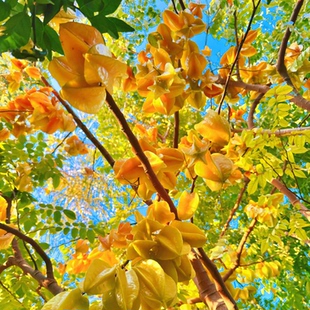 正宗福建漳州下河甜杨桃5.5斤大果王树上熟新鲜水果爆汁清甜