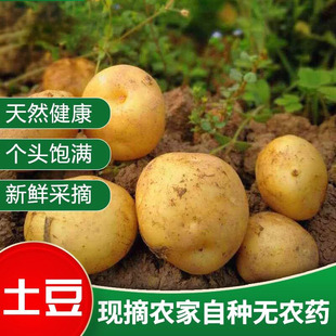 当季 农家自种老品种马铃薯 土豆新鲜 黄皮黄心中大蔬菜 包邮