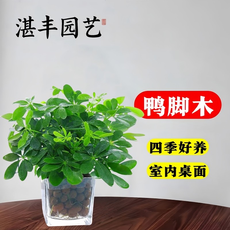 八方来财盆栽鸭脚木盆栽四季种植常青桌面好养花卉盆景发财树盆栽
