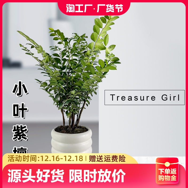 小叶紫檀盆景绿植盆栽办公桌面花卉老桩植物四季卧室房间客厅茶室