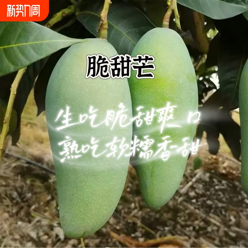 脆甜越南进口生熟两吃大青芒果花新鲜水果大果生吃孕妇应季批发