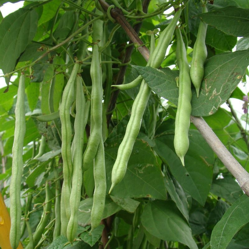 高产四季豆种孑豇豆蔬菜种子长豆角种籽九粒白芸豆四季种播不搭架