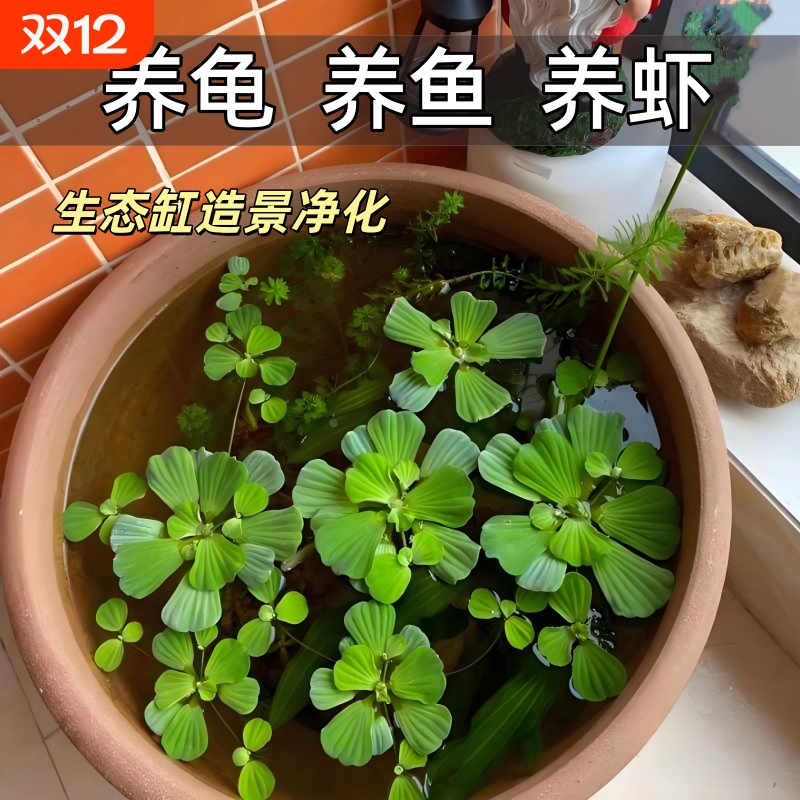 水芙蓉浮萍水草鱼缸造景装饰养鱼养龟活体植物漂浮真水草净化水质
