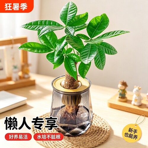 水培绿萝发财树水培懒人植物水养盆栽办公桌净化空气客厅桌面绿植