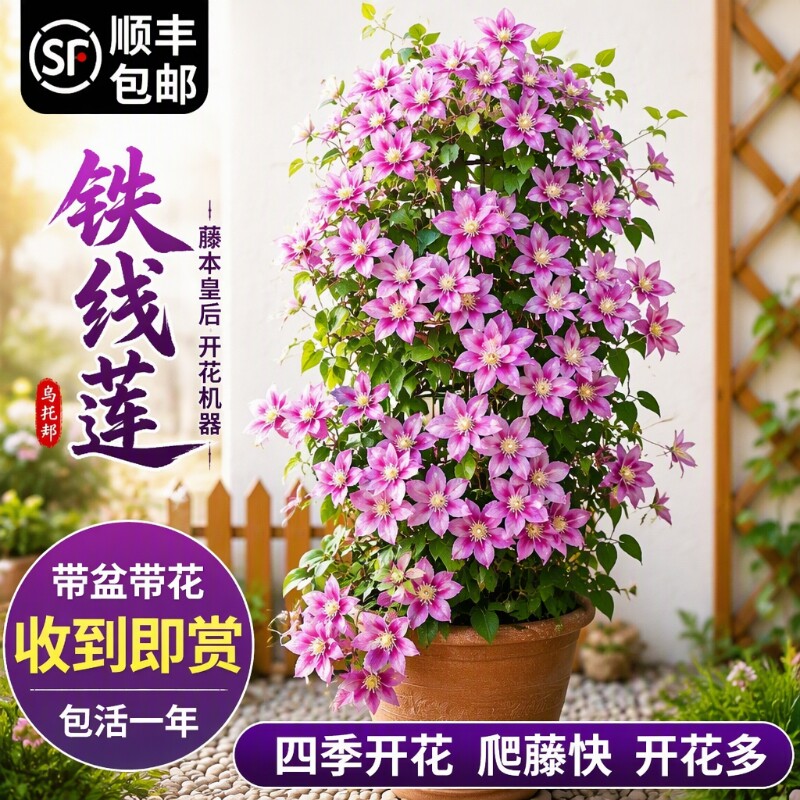 乌托邦铁线莲大苗爬藤植物绿植花卉盆栽银币四季开花带花阳台客厅