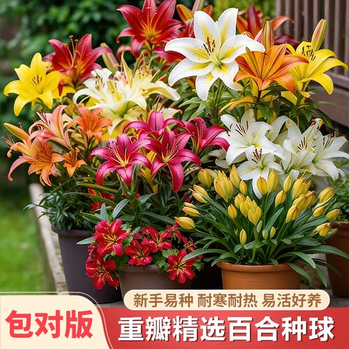 重瓣香水百合种球阳台盆栽绿植花