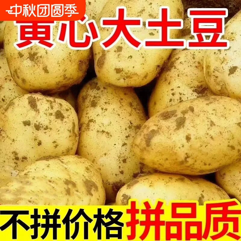 2026新鲜现挖黄心土豆皮薄软糯图片