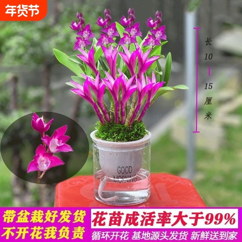 七彩香水石斛兰花四季好养花卉绿植懒人水培盆栽室内客厅开花耐阴