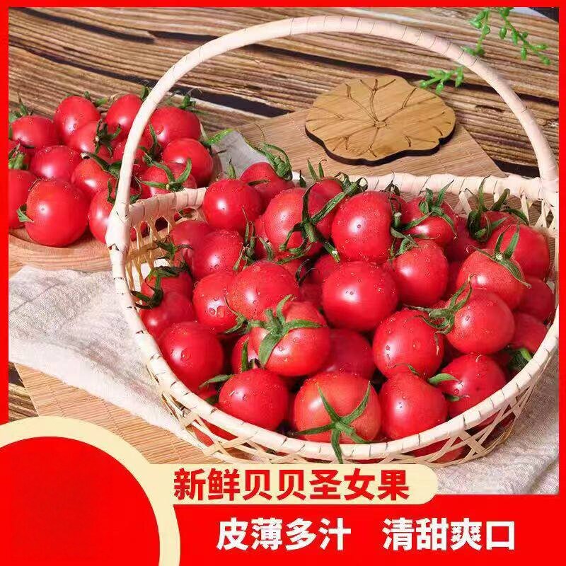圣女果红色贝贝千禧小番茄西红柿多汁酸甜口现摘新鲜水果蔬菜