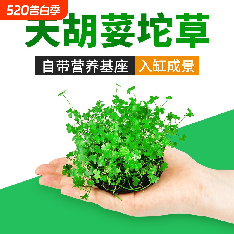 天胡荽坨草前景水草鱼缸造景无菌杯淡水植物阴性水培活体真草装饰