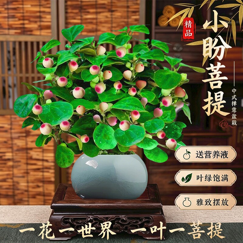 精品小盼菩提树盆栽|千人加购图片