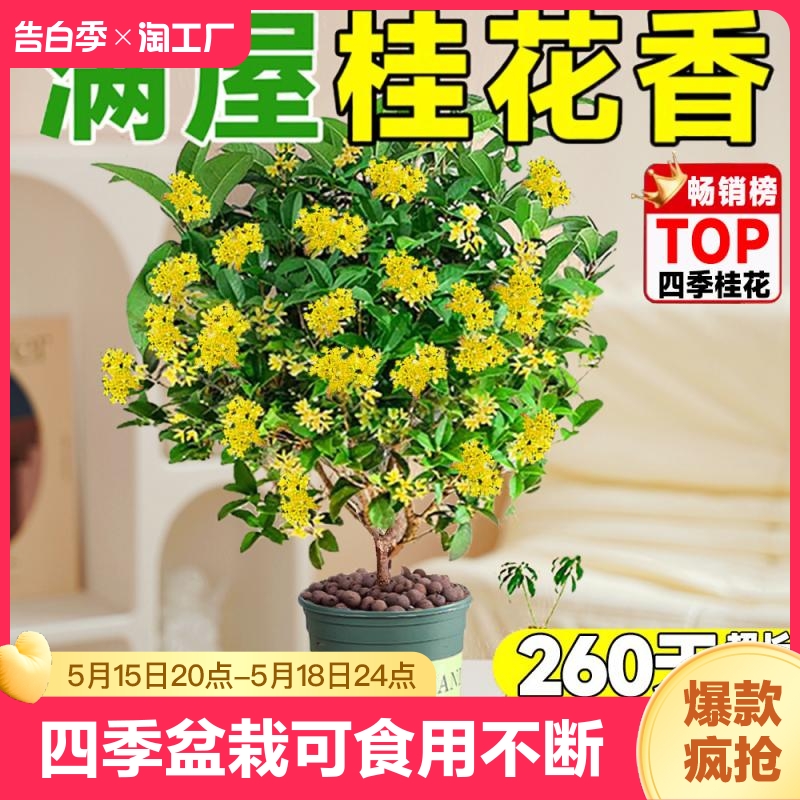 桂花树苗四季桂盆栽开花室内阳台庭院浓香型花卉植物客厅嫁接花期