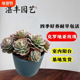 多肉小盆栽植物整桩克罗地亚玫瑰精品绿植稀有名贵肉肉室内老桩