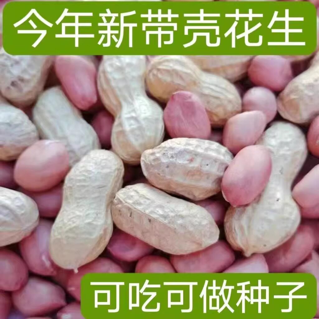 带壳生花生农家种植新鲜红皮花生粉新花生干花生种子农家晒干新鲜