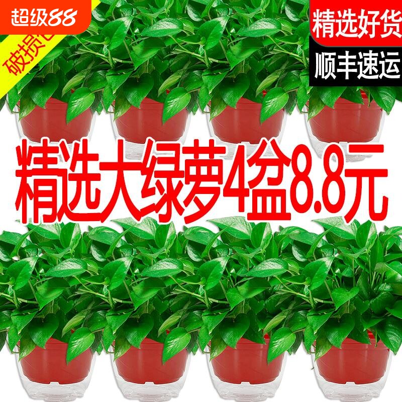 新房绿萝盆栽室内吸甲醛净化空气植物花卉办公室客厅绿植好养活