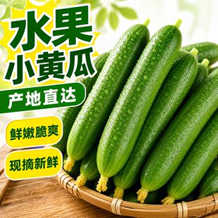 精选山东水果黄瓜新鲜农家当季现摘清脆低卡低脂蔬菜生吃小黄瓜