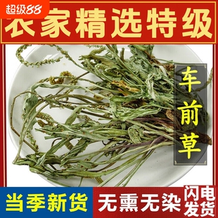 车前草野生干货官方旗舰店泡水喝的功效与作用中药材新鲜整棵500g