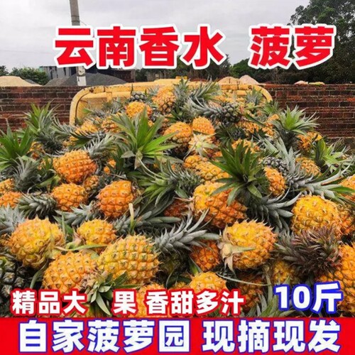 当季现摘云南香水新鲜菠萝精选大果湛江香水菠萝青皮去味小菠萝新