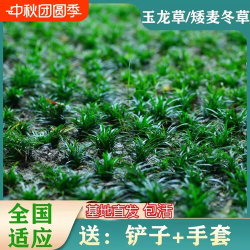 日本庭院矮麦冬草苗四季常青