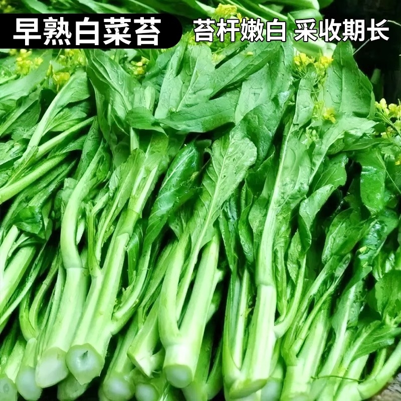白菜苔种子四季早熟速生奶油白菜种籽菜心蔬菜种植阳台高产麦菜