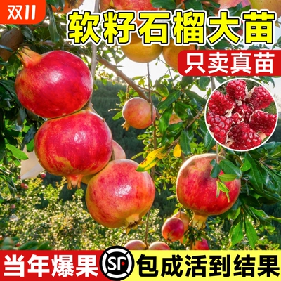 突尼斯软籽石榴树苗带果庭院