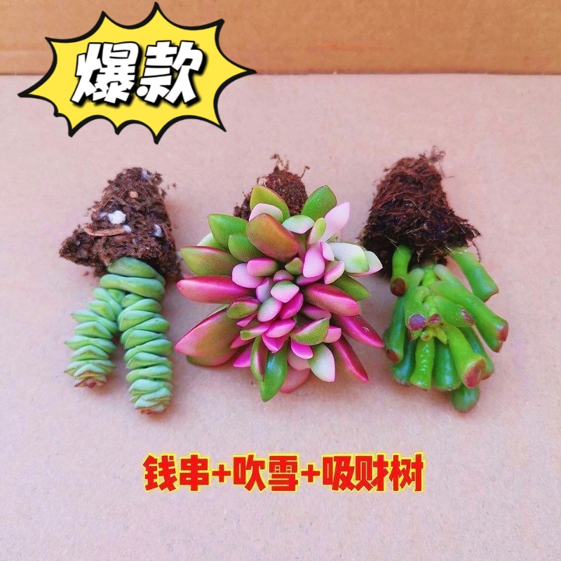 多肉植物组合吹雪吸财树钱串熊童子新手套餐绿植盆栽阳台招财趣味