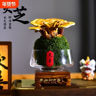 活体灵芝盆栽创意摆件盆景室内客厅办公室阳台客厅茶几桌面好养活