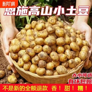正宗恩施小土豆现挖湖北新鲜黄心土豆当季 蔬菜整箱迷你马铃薯洋芋