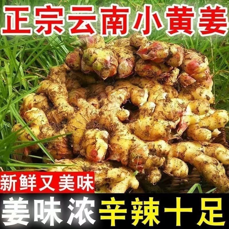 小黄姜新云南小黄姜新鲜生姜老姜现挖高山沙姜土姜小黄姜整姜,水产肉类/新鲜蔬果/熟食,生姜/南姜,淘宝优惠券,粉丝福利购,淘宝优惠卷