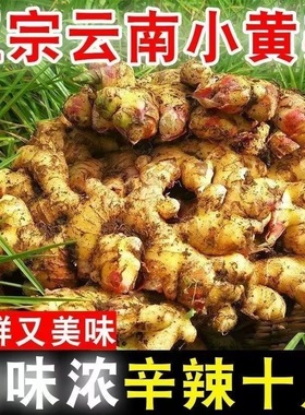 小黄姜新云南小黄姜新鲜生姜老姜现挖高山沙姜土姜小黄姜整姜