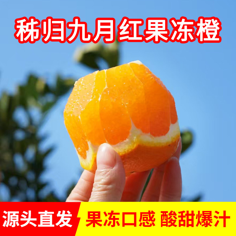 正宗九月红果冻橙秭归脐橙源头直发新鲜甜橙水果应当季手剥橙子