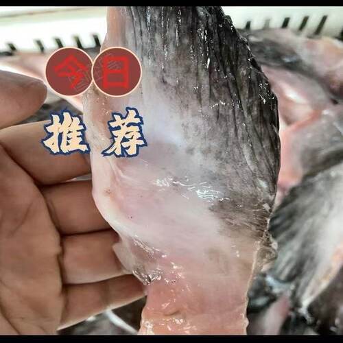 安康鱼翅新鲜鱼翅鱼鳍冷冻安康鱼杂深海鱼翅海鲜水产巴沙蛤蟆鱼鳍