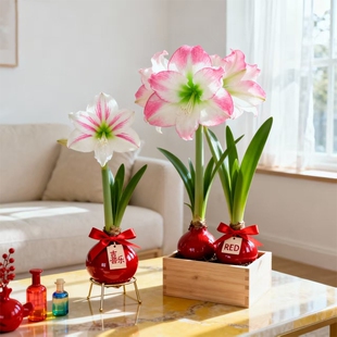 蜡封朱顶红蜡球进口大球礼盒感恩节日送礼物种球阳台好养的懒人花