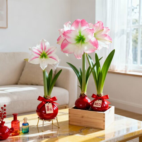 朱顶红蜡球免养爆花颜值顶配