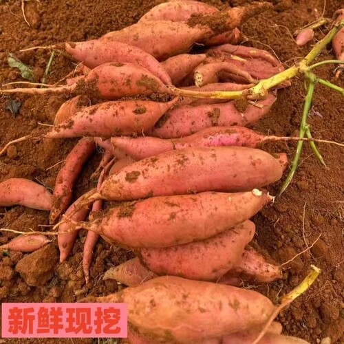 正宗西瓜红蜜薯红薯新鲜